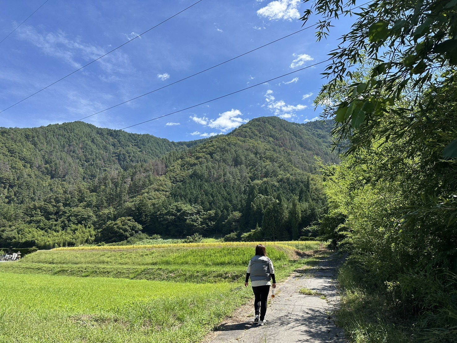 竹探しの旅